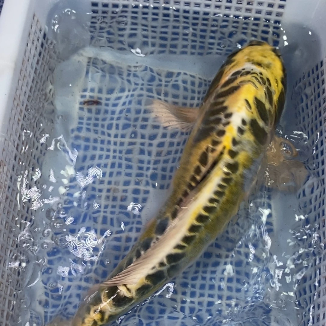 锦鲤冷水锦鲤包邮