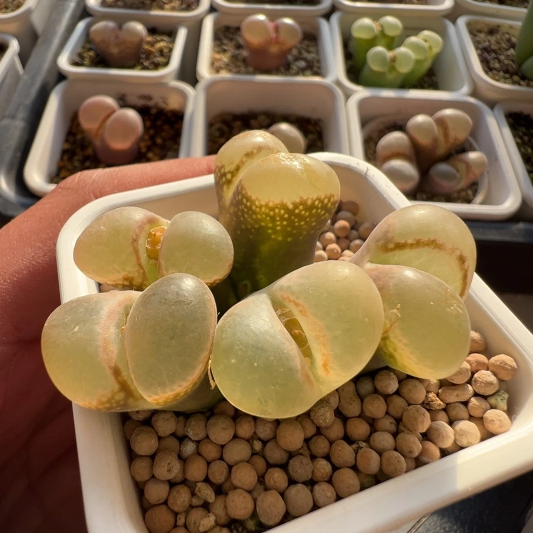 无花朵实生风铃玉5