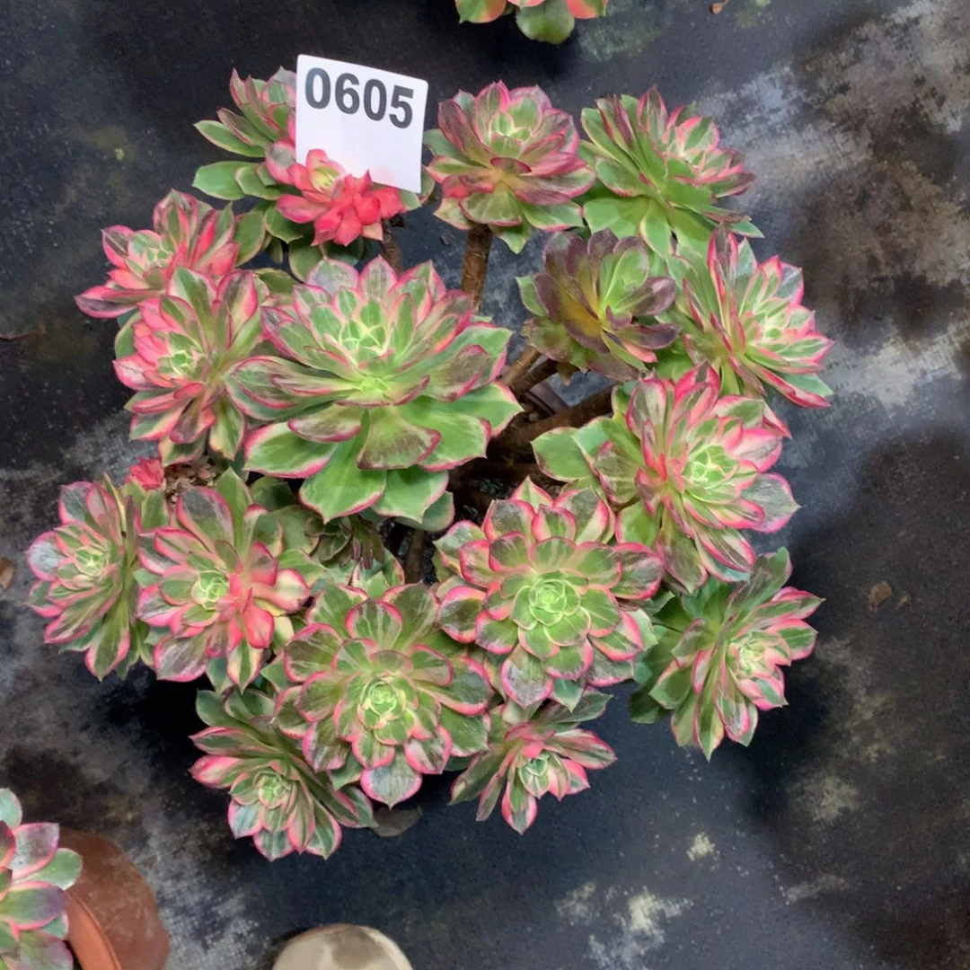水晶莲花605法师多肉植物5000000