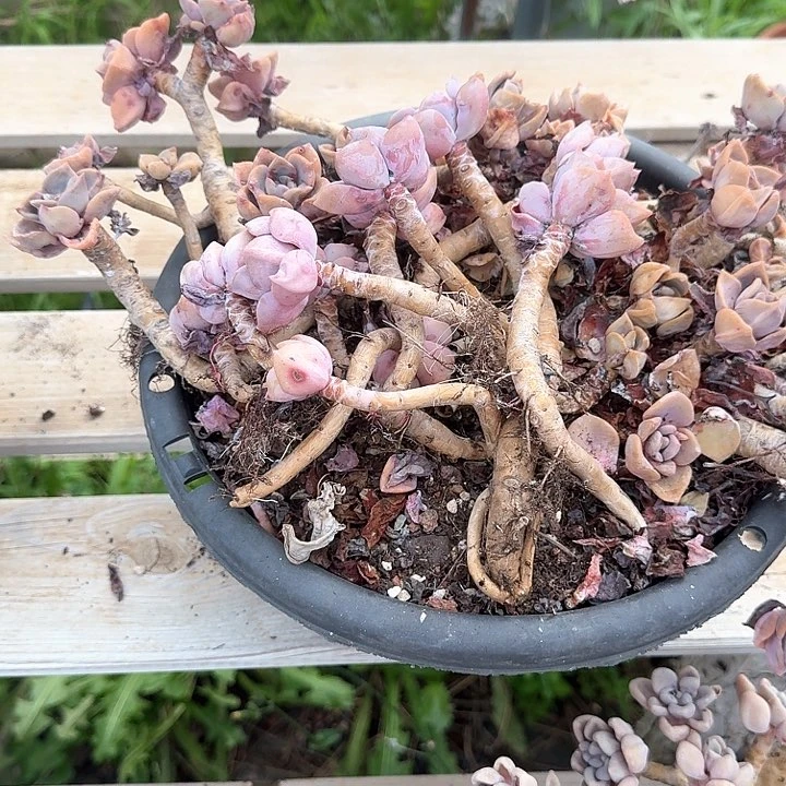 彩虹糖老桩不售后