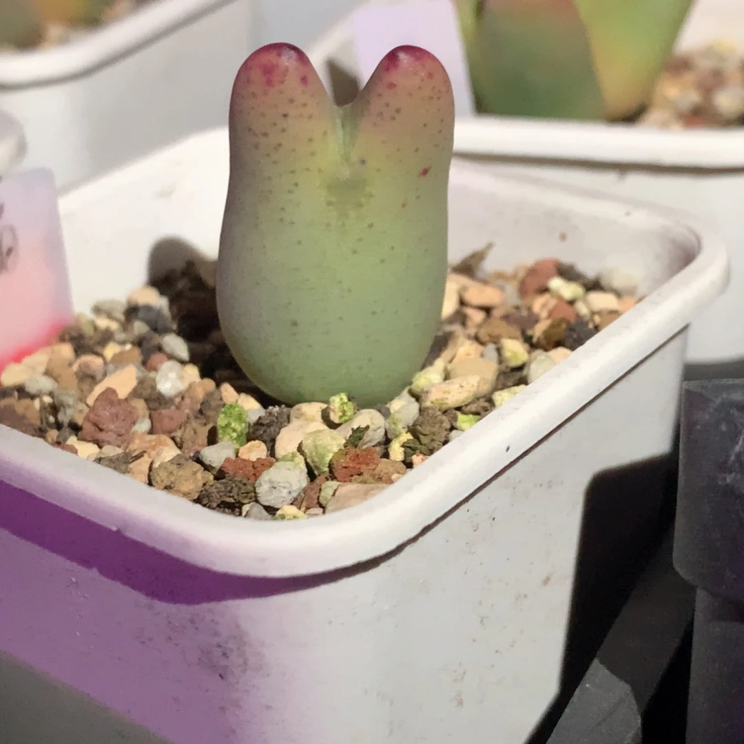 雨**争雨雪专拍 肉锥植物