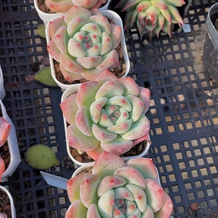 白拉糖带盆土发货