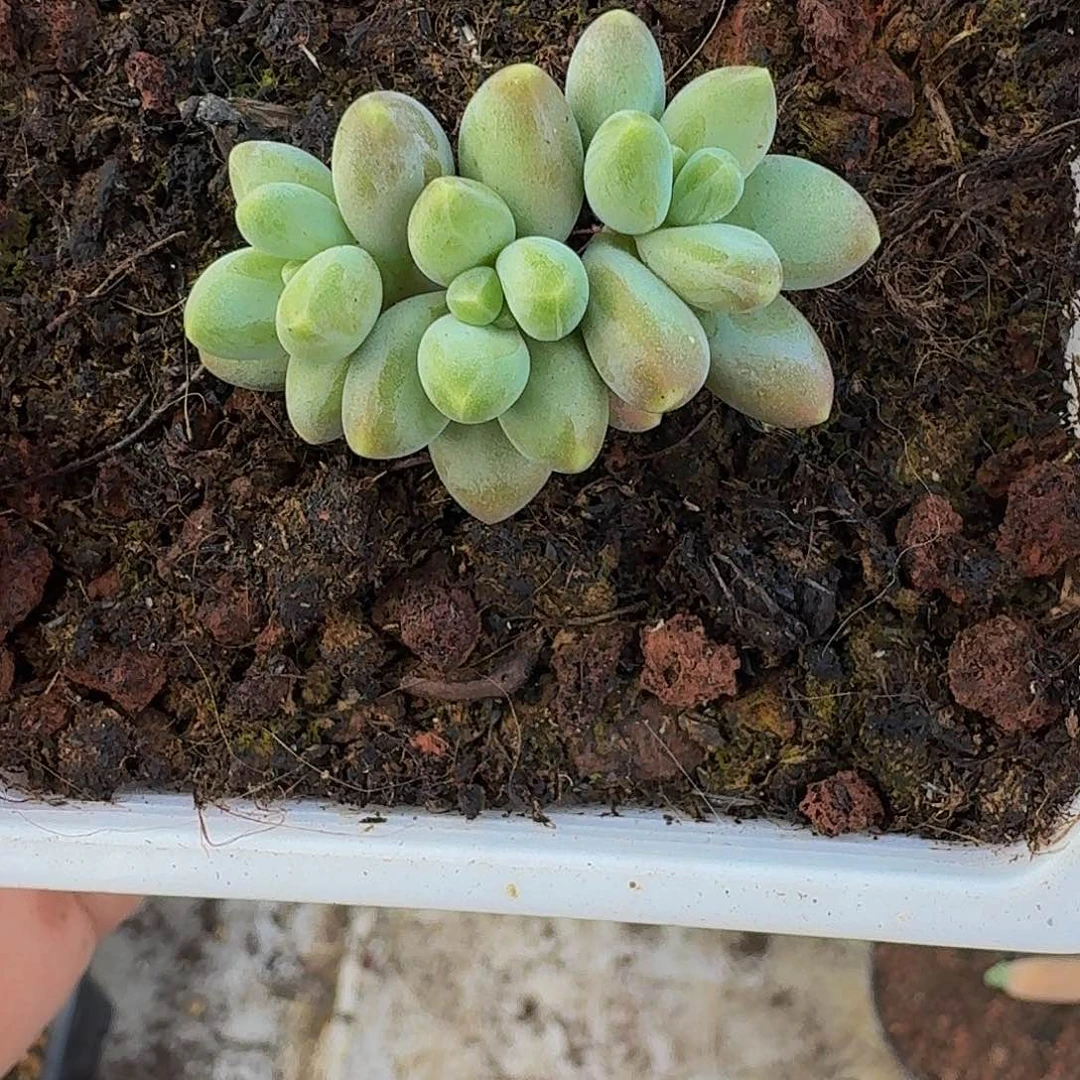 戴蒙德 3头 一物一拍