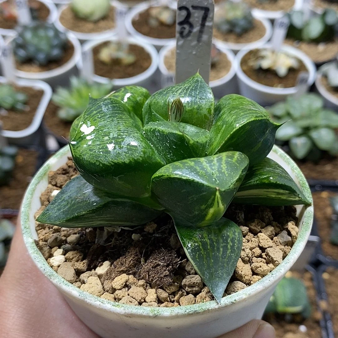 37正康平哈哈哈哈哈