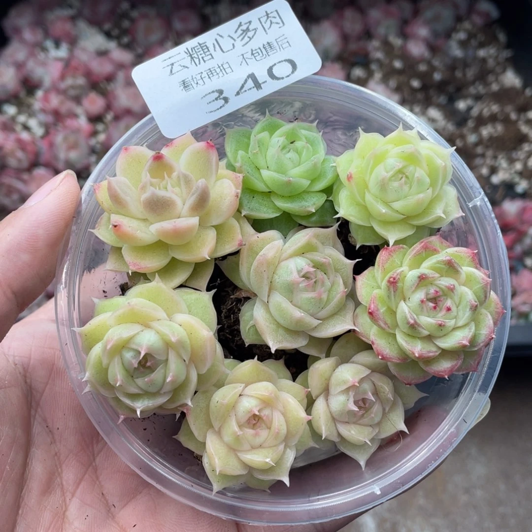 云糖心多肉植物340