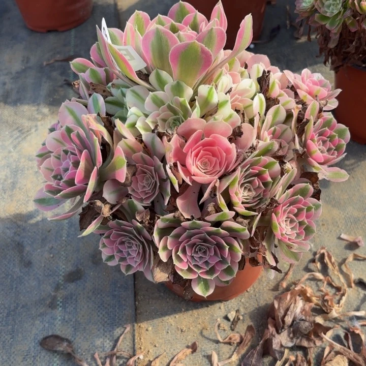 瑞妈多肉园艺113粉女巫