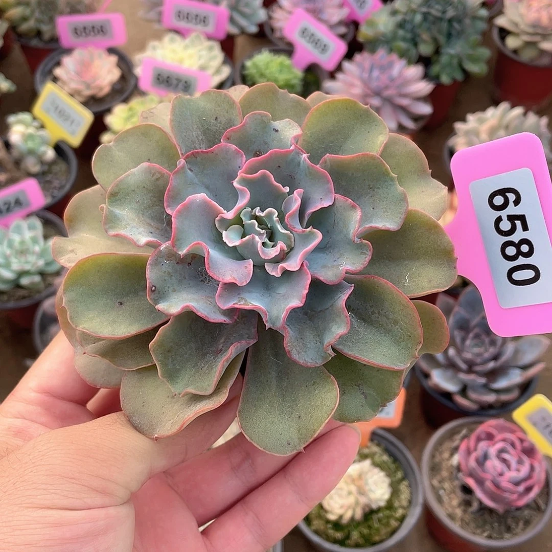 普赛尔6580号多肉