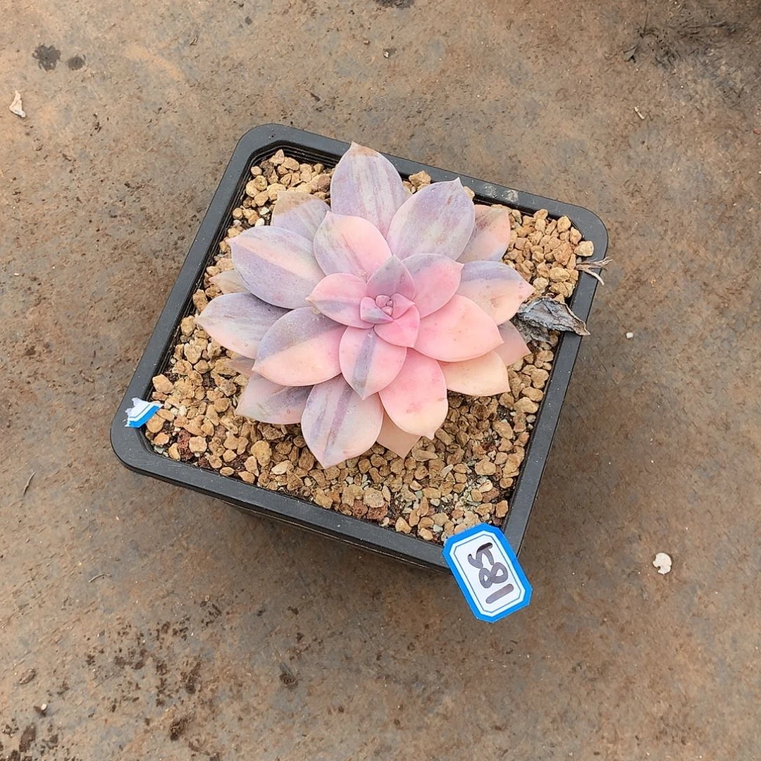 581风车锦一物一拍多肉