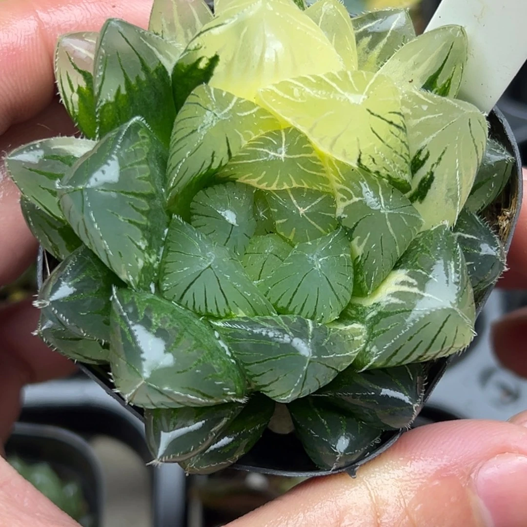 巨大化特大蓝镜玉露锦