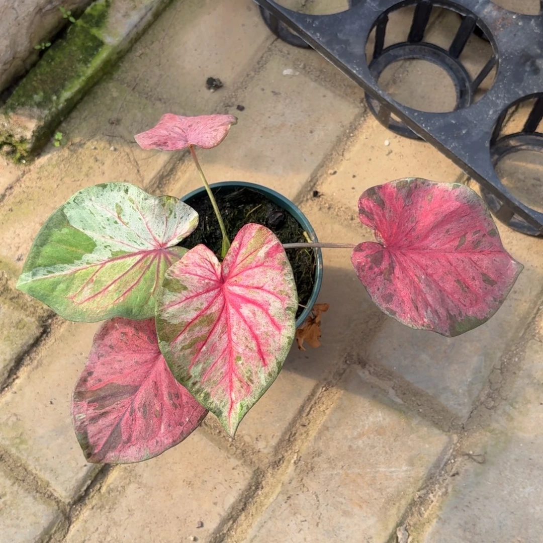 粉色毒药 80-1129