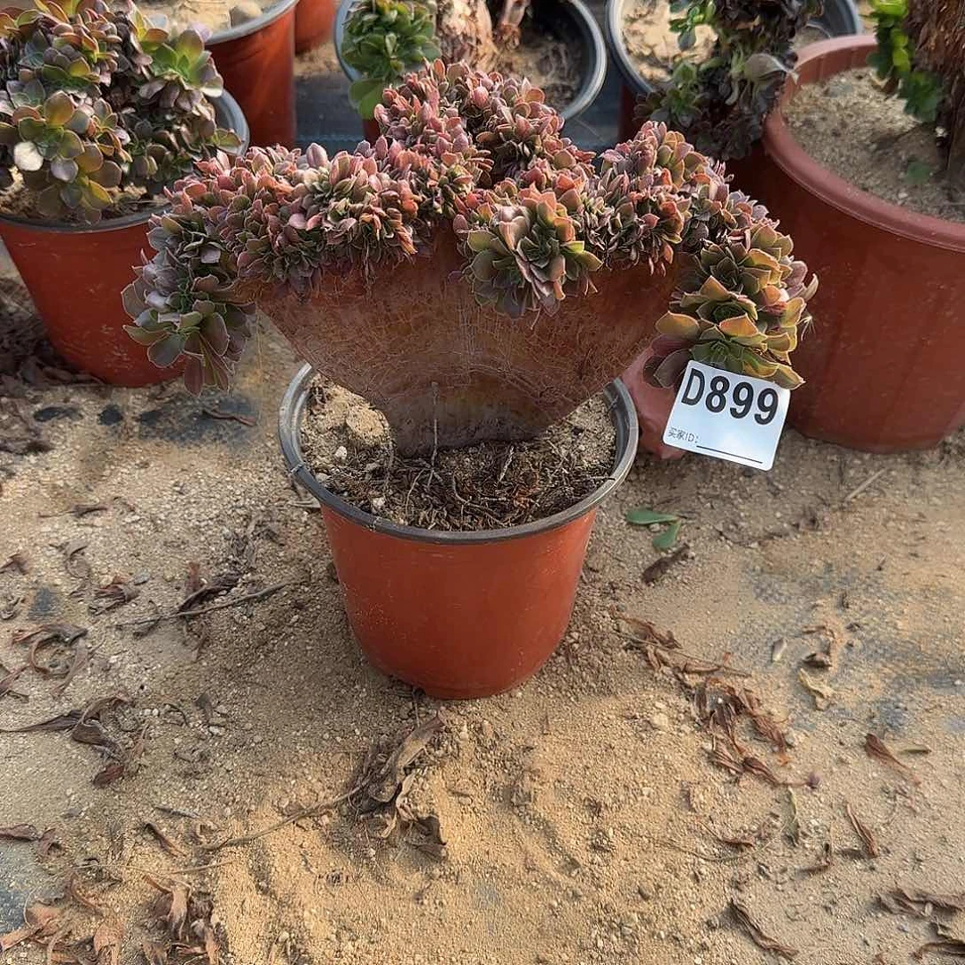 899玫瑰一颗满28包邮