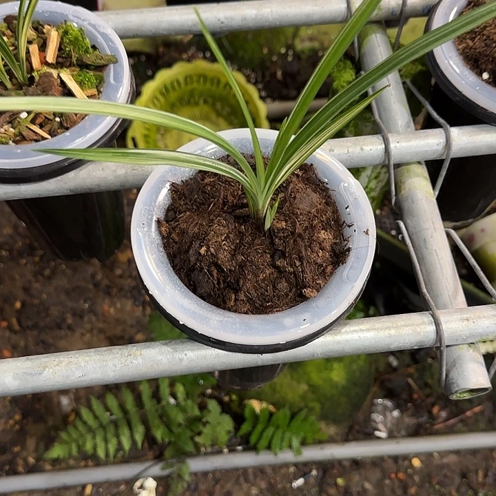 当前无花栽培后可以开花