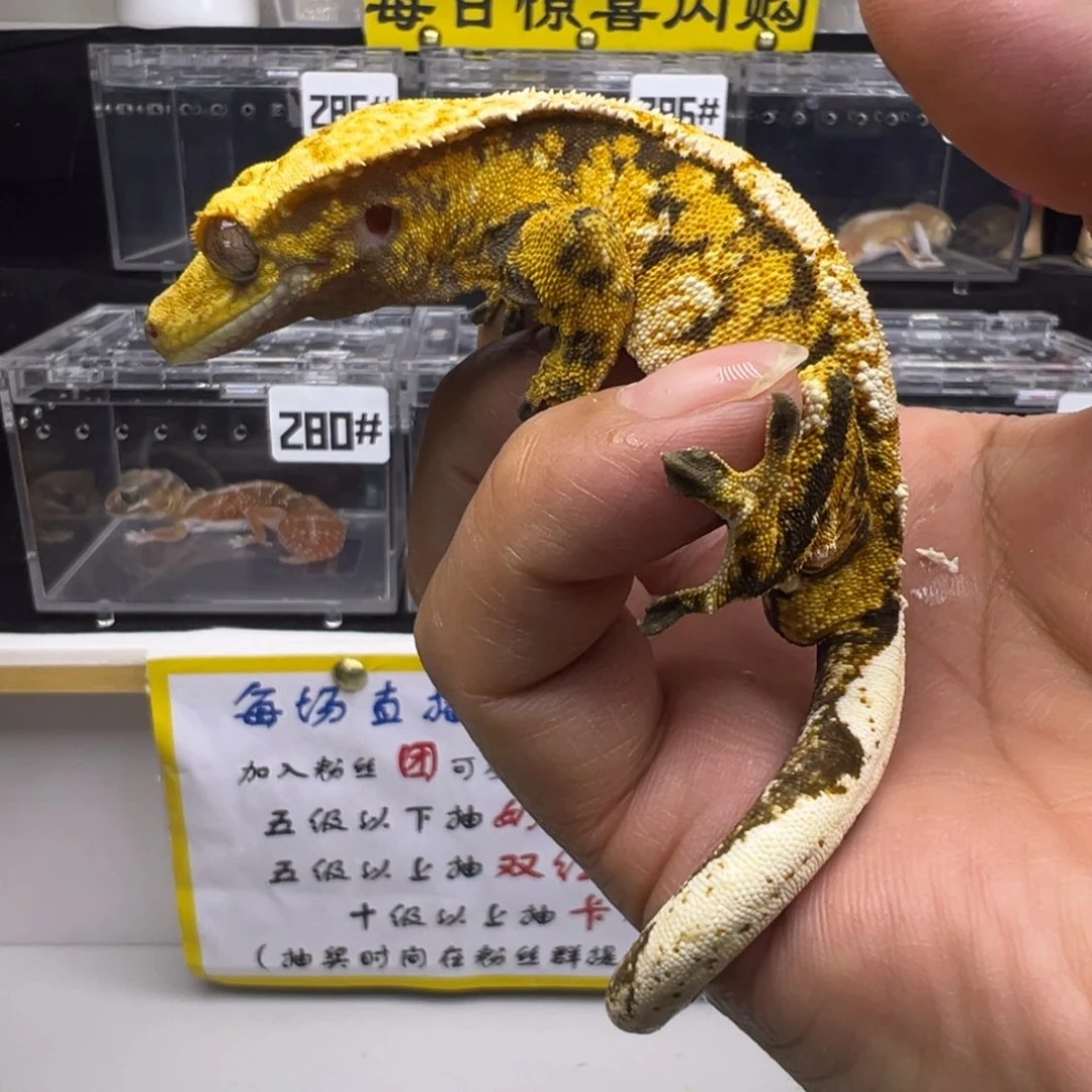 睫角守宫超黑底橙纹奶油超三