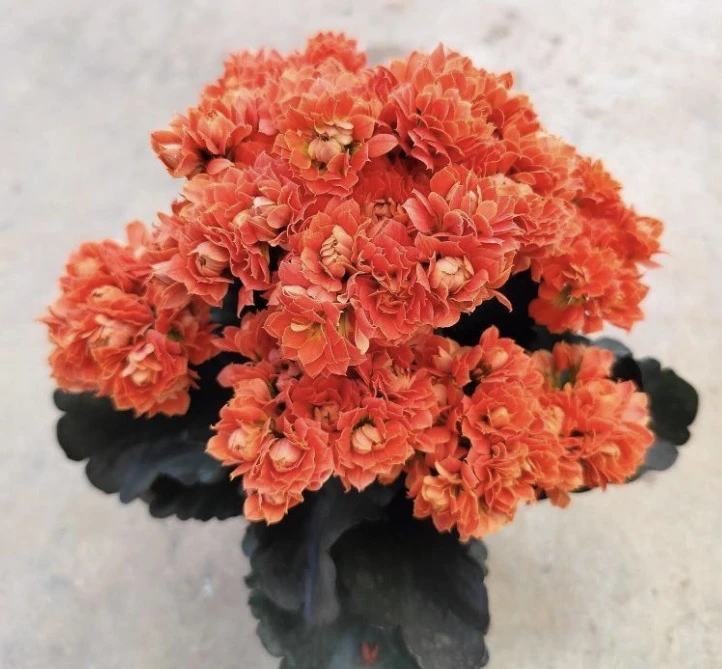 锦绣山河 一代独杆 110原盆原土