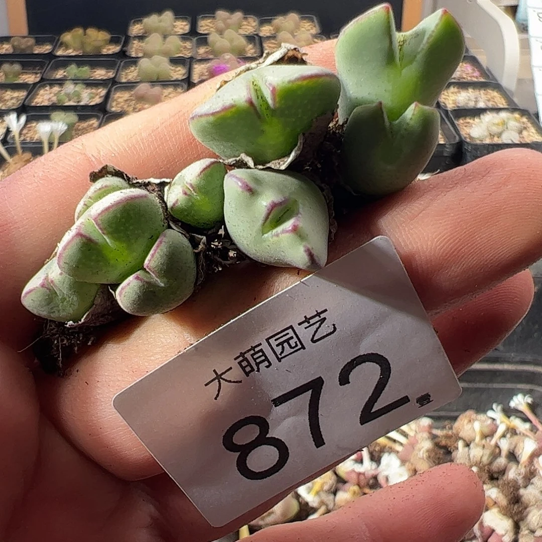 一物一拍。        872