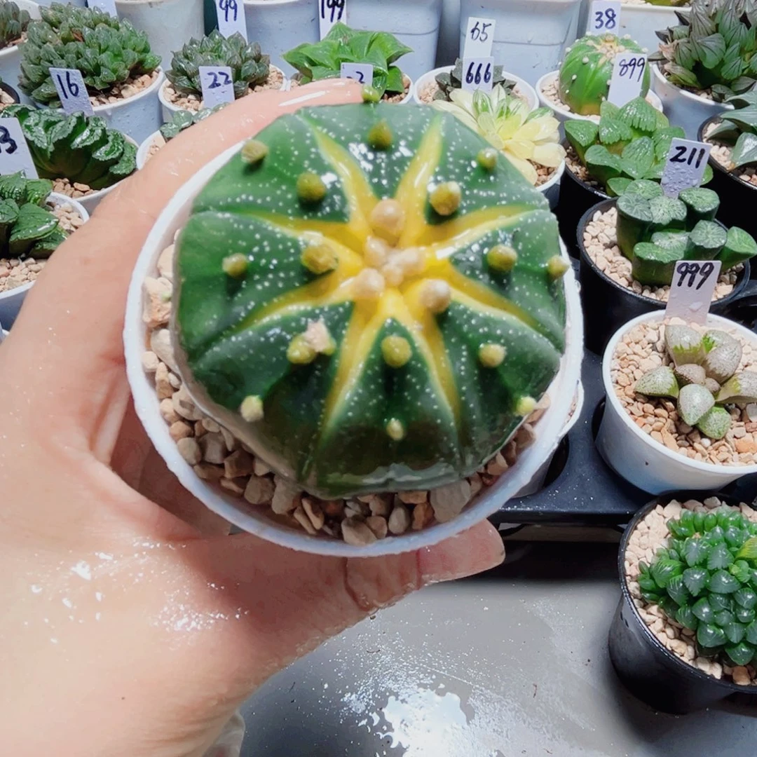 星兜锦小南瓜多肉植物6666