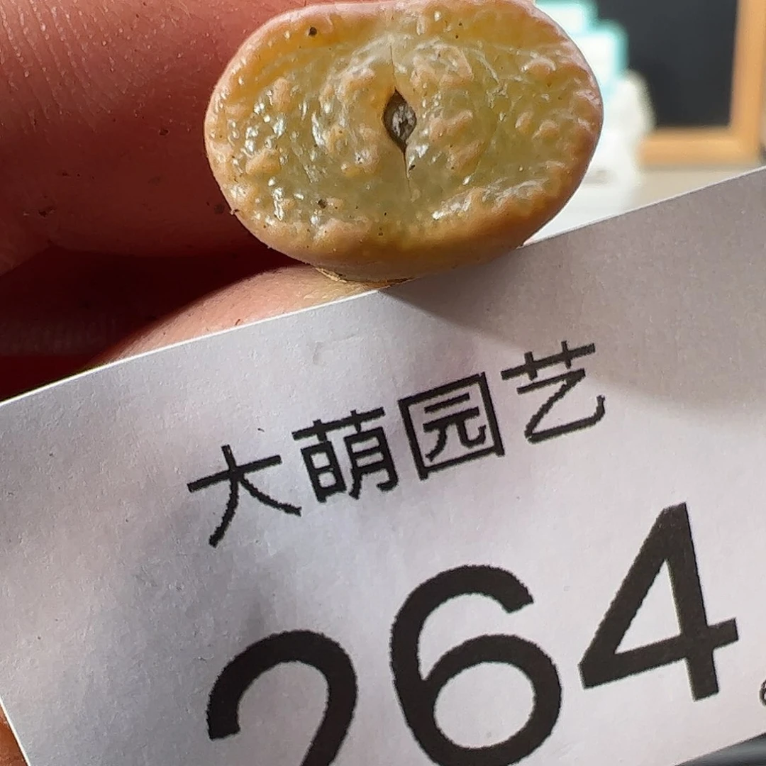 0000264 一物一拍……