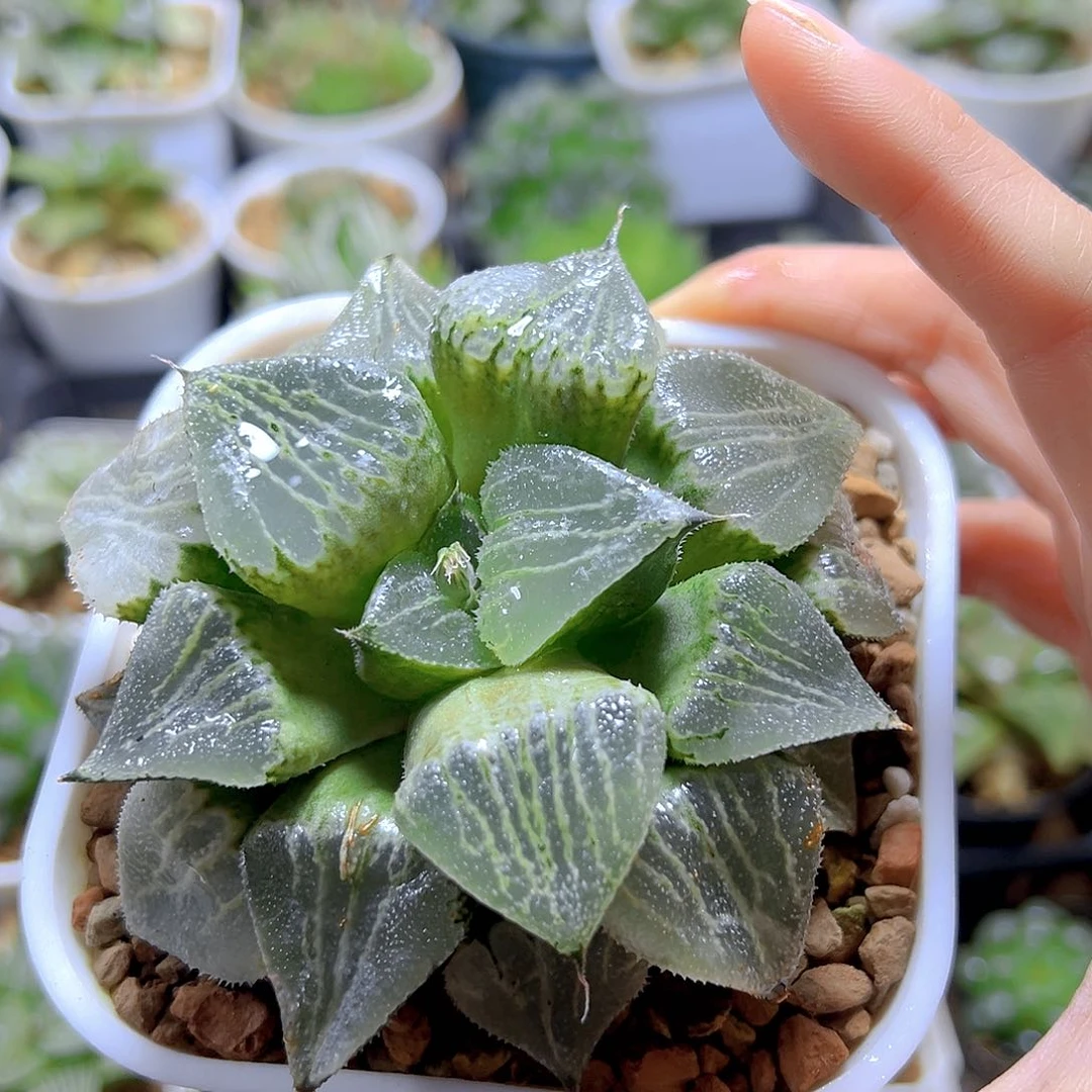 春雷寿母本玉露多肉