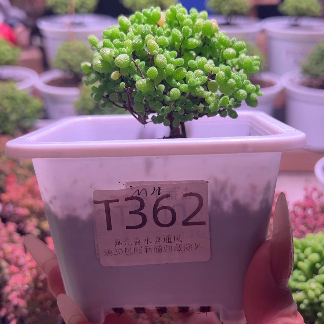 362蜜橘带盆土发货一物一拍