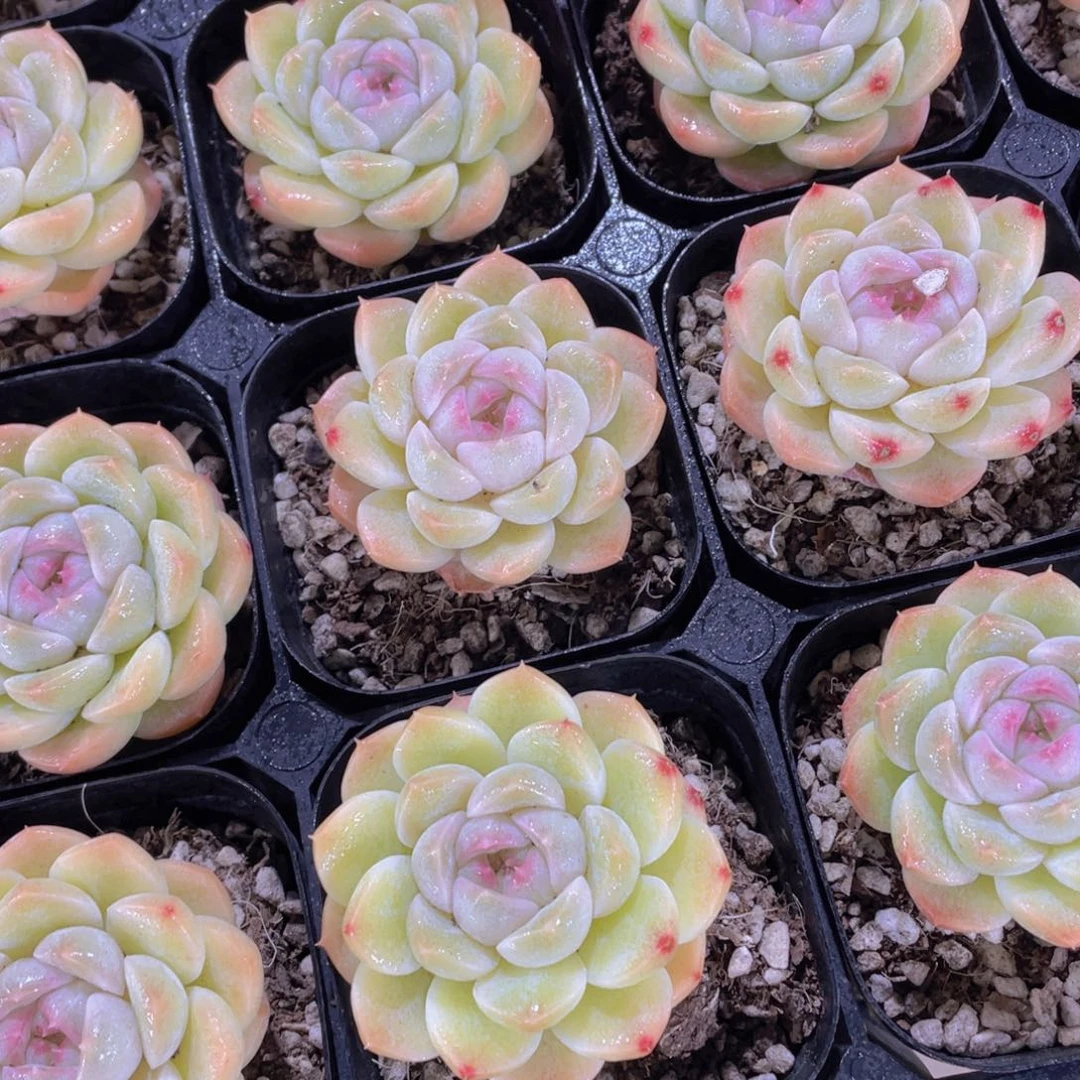 1474号 小胖子白桃汽水单头一个