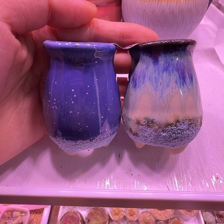 盆34，特别的拇指小老桩2个，小方4个，闲置处理不介意的拍！