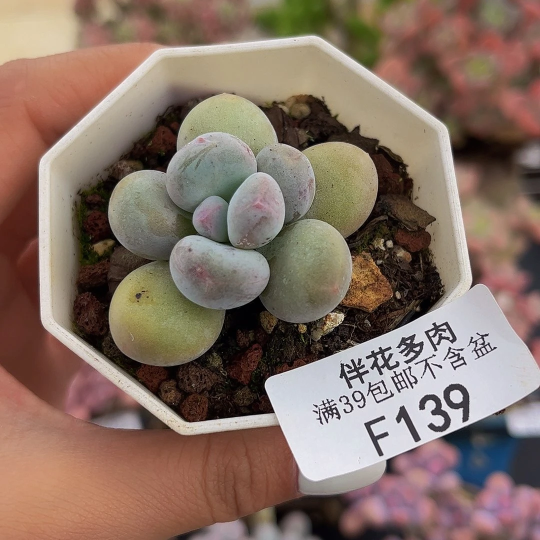 139-蛋黄奶多肉4cm