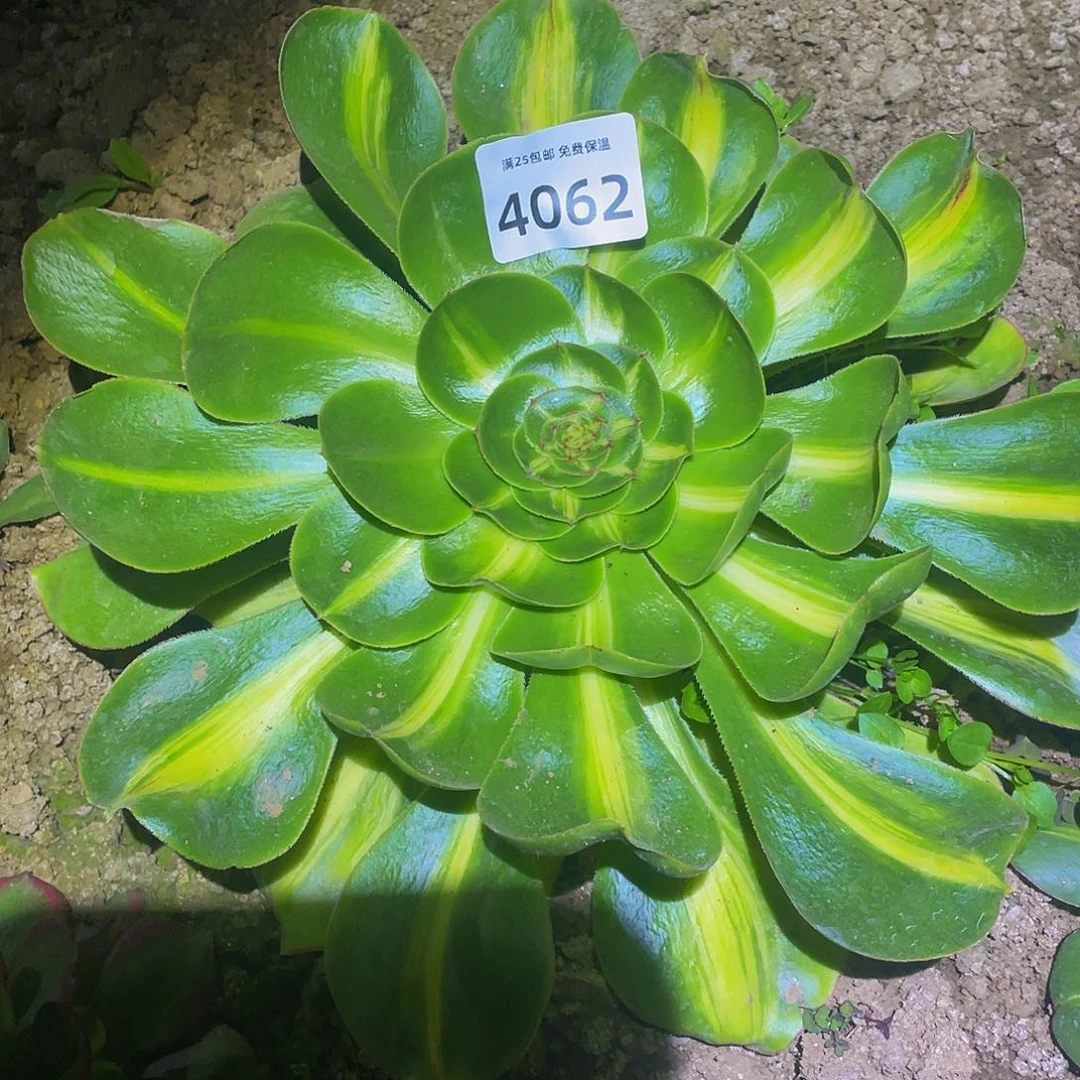 4062暴君多肉植物