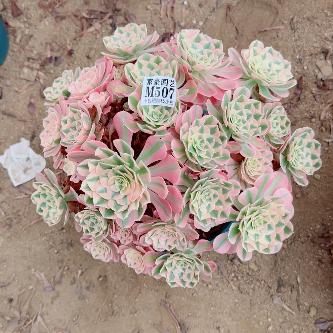 粉女巫法师507冠幅40