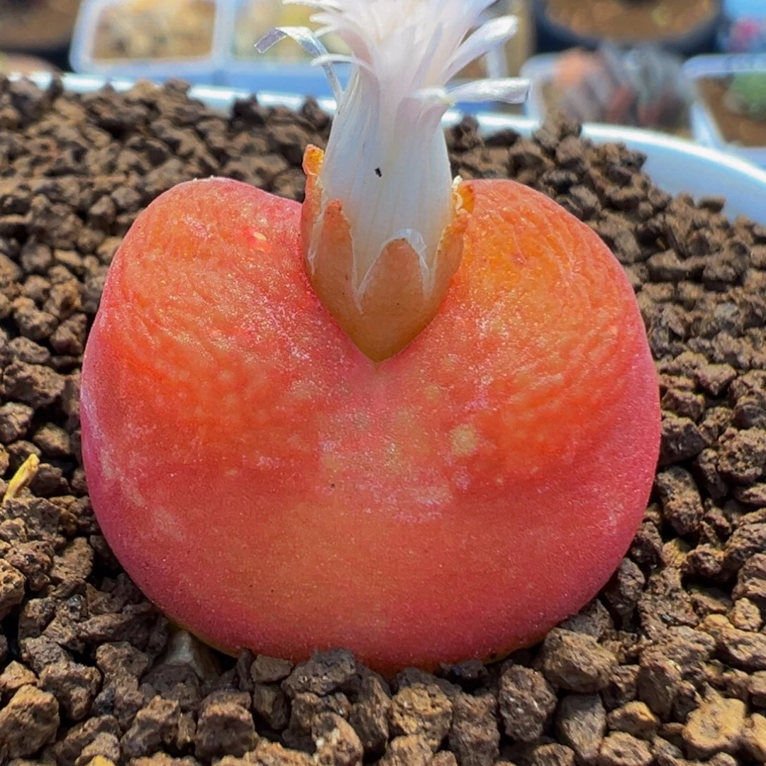 8002多肉植物百科水蜜桃1430.5