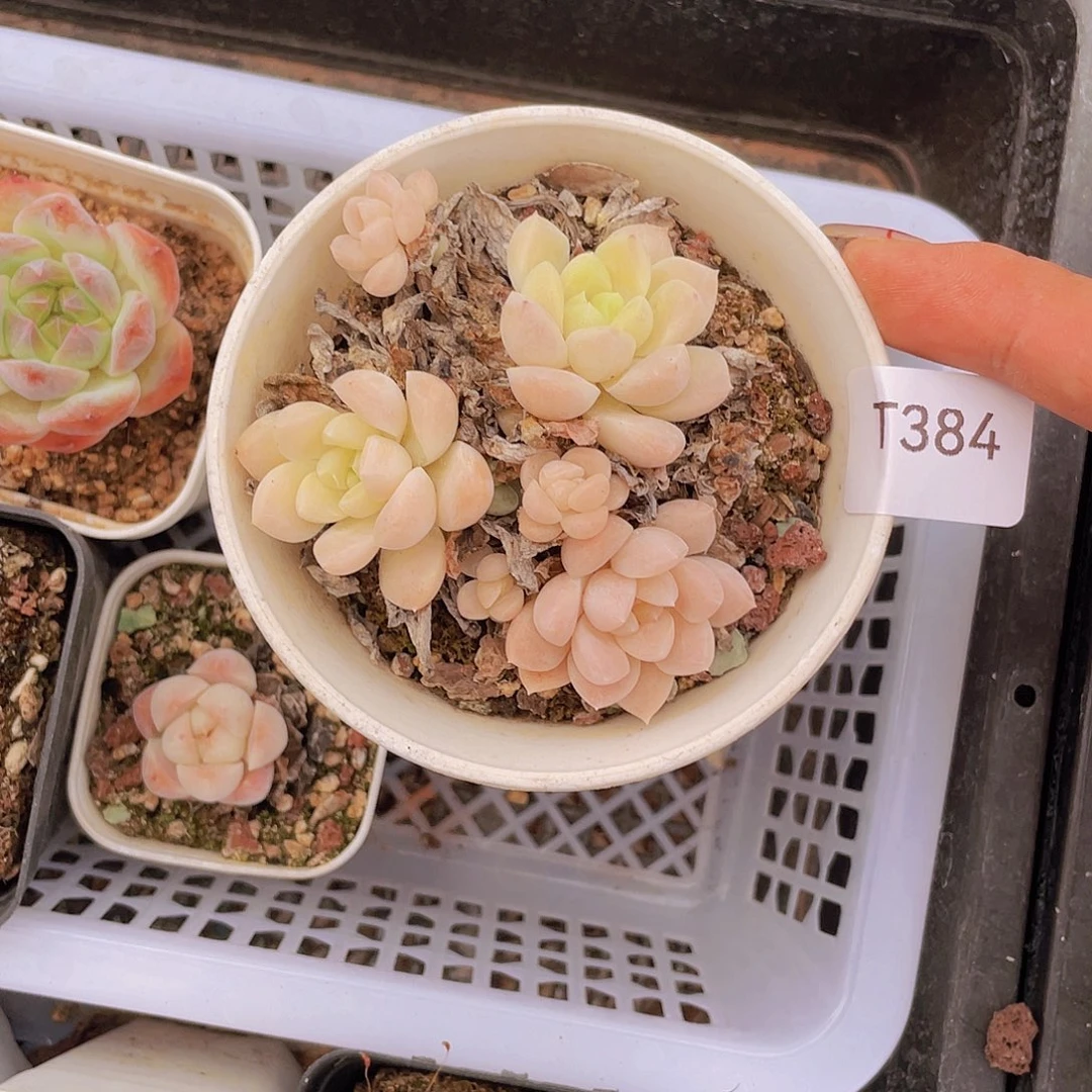 384。白月光。