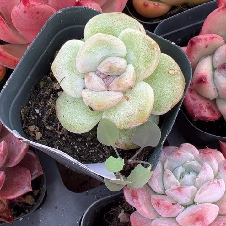 冰玉石化锦多肉植物