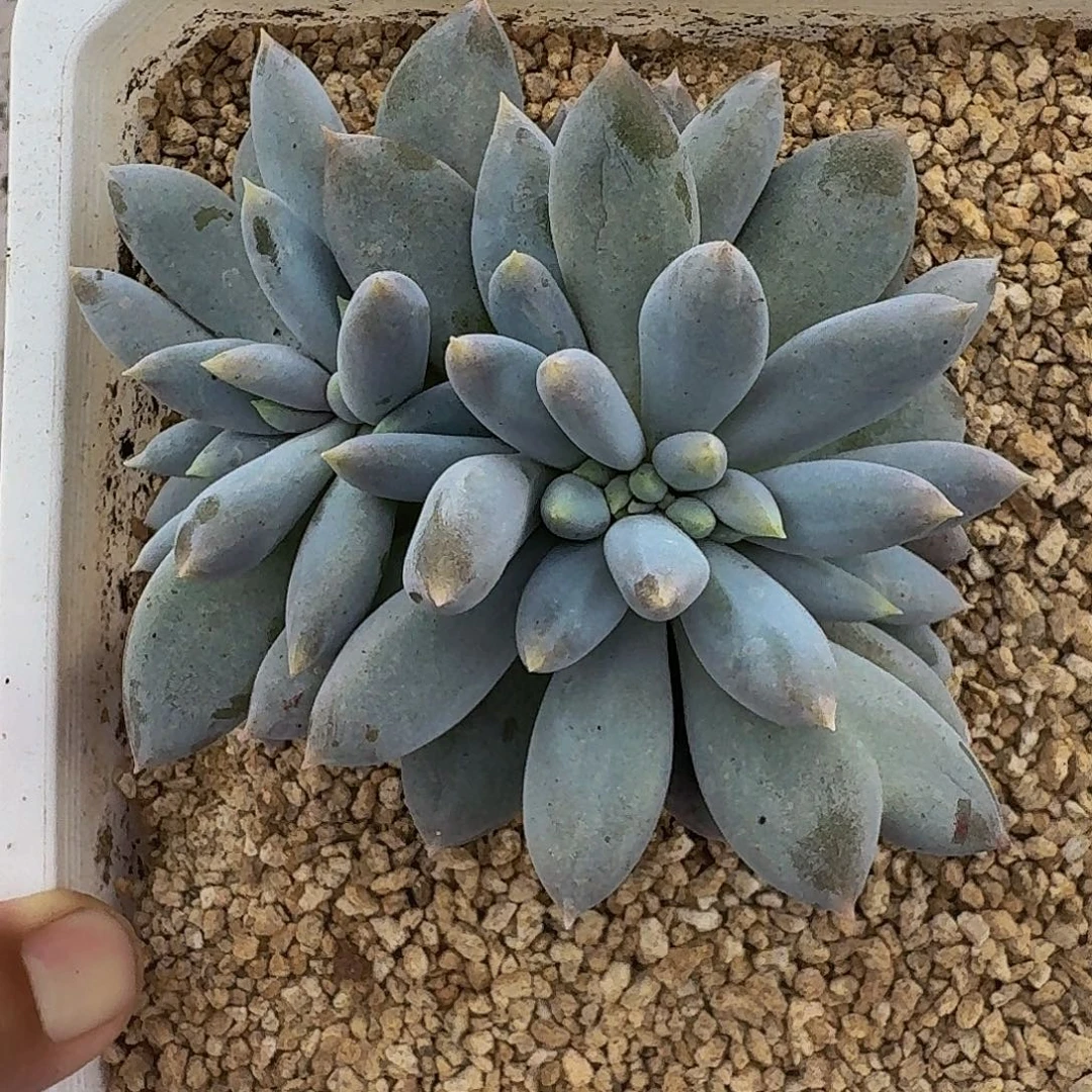 焦糖体 哥特 缀化 一物一拍