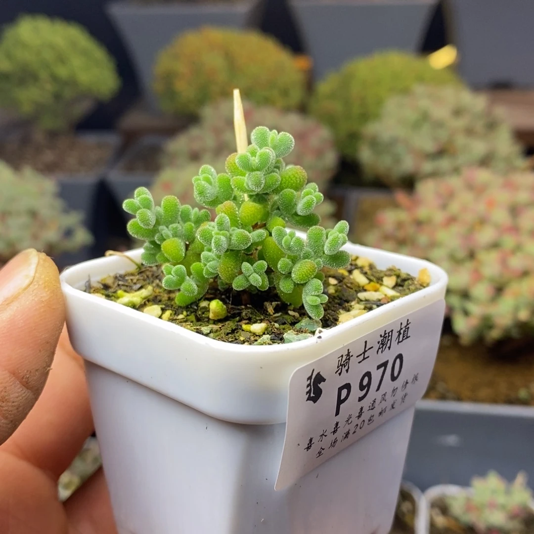 970实生莱斯枝干