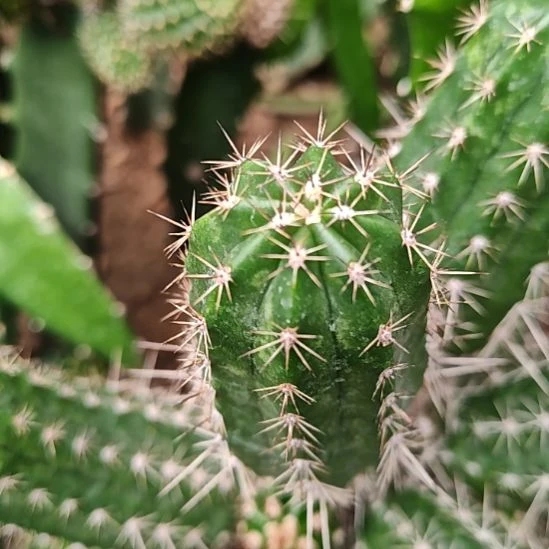 多刺虾侧芽两个特