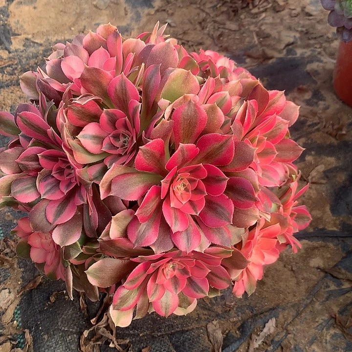 多肉植物香妃155