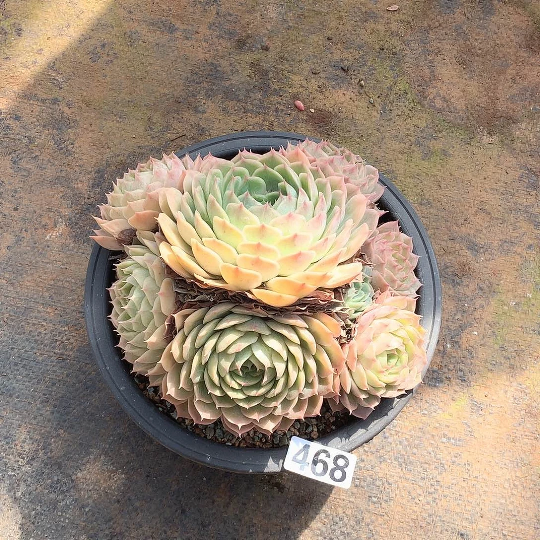 468昂斯诺 一物一拍多肉