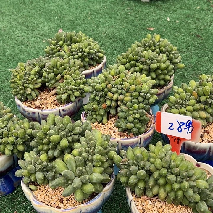 28千带醉带盆一个多肉