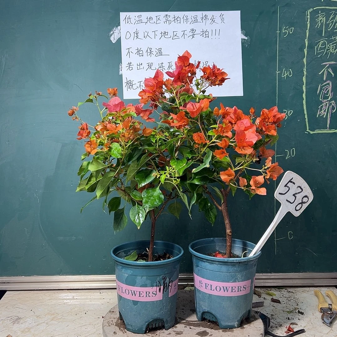 完全开放 两颗暗斑夕阳红  538