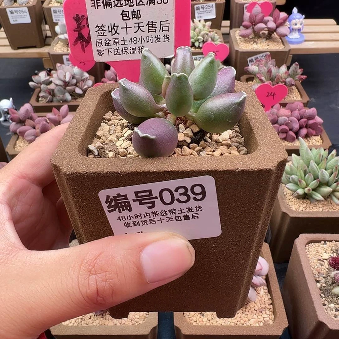 ๓****丶039紫肌海豹多肉植物