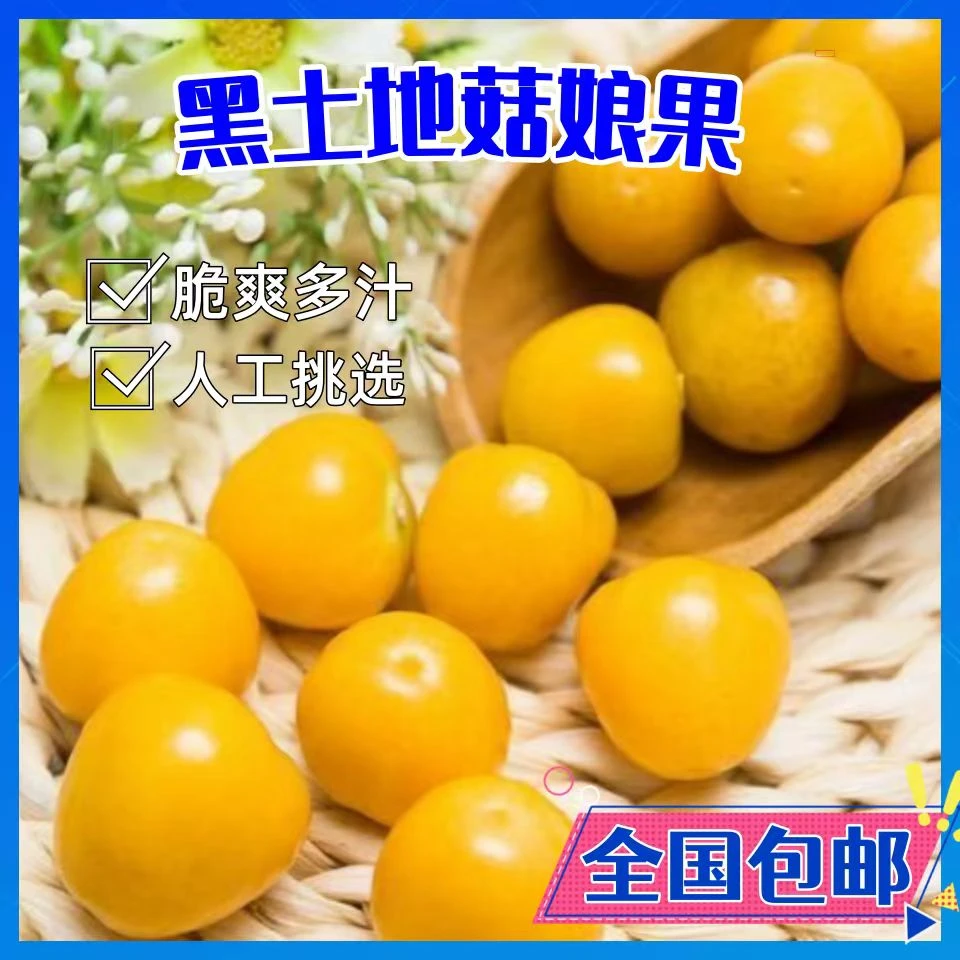 【阿龙】东北姑娘果大果超甜特大黄姑娘水果菇娘