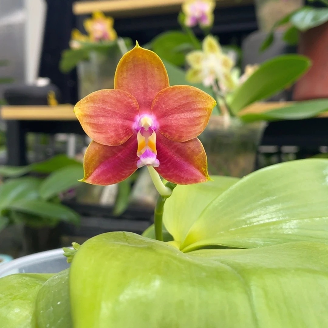 完全开放4.5金色国度交白虎（有空根烂根）原298