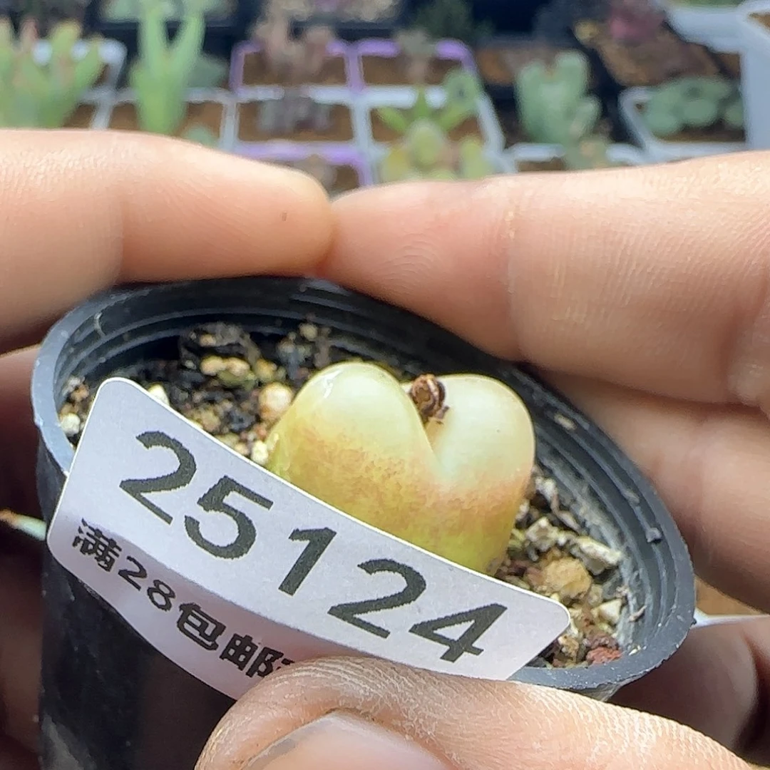 辣*脱土满38包邮25124