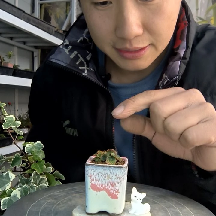 啊*❀小盆景小植物一物一拍57
