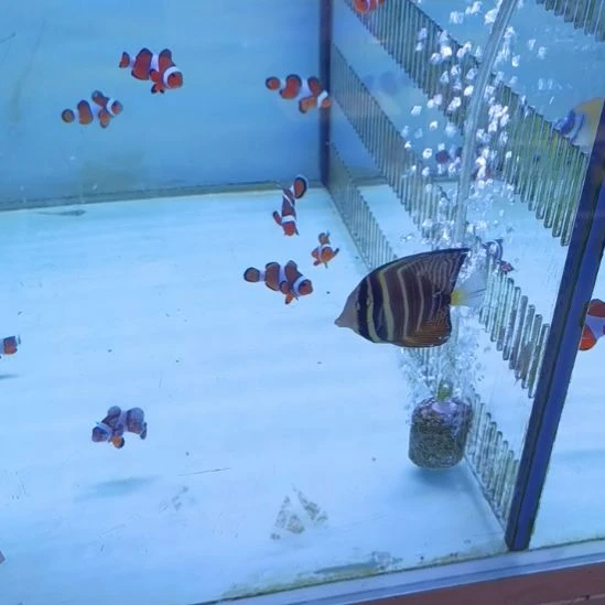 5+大帆吊一条海水鱼