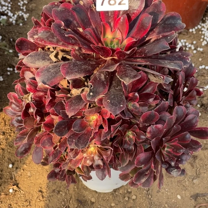 无花朵782多肉植物蒙娜丽莎