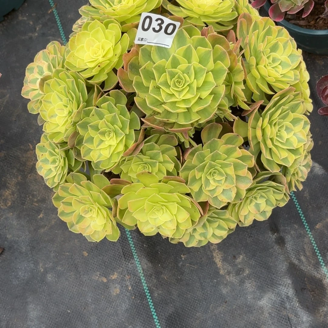 030超大雨河多肉植物发货