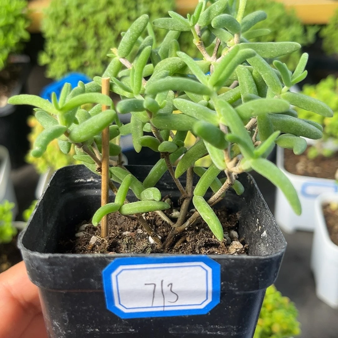 739 香蕉。