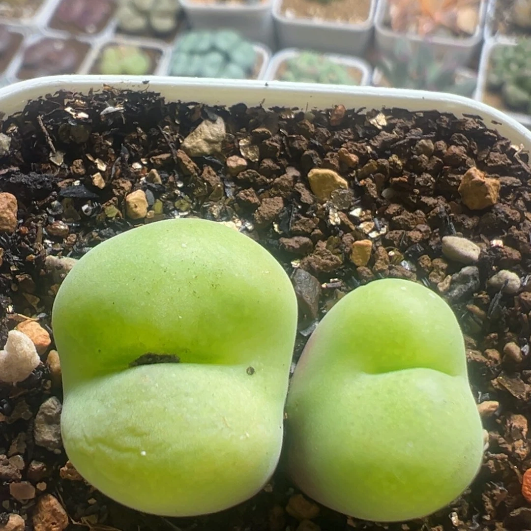 96多肉植物百科植物