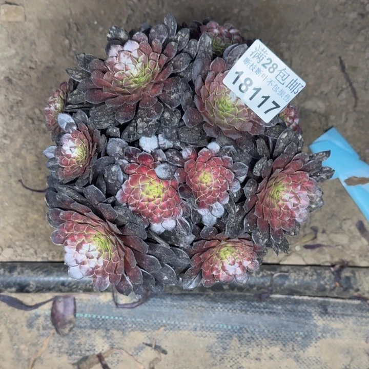 18117同白中多肉植物