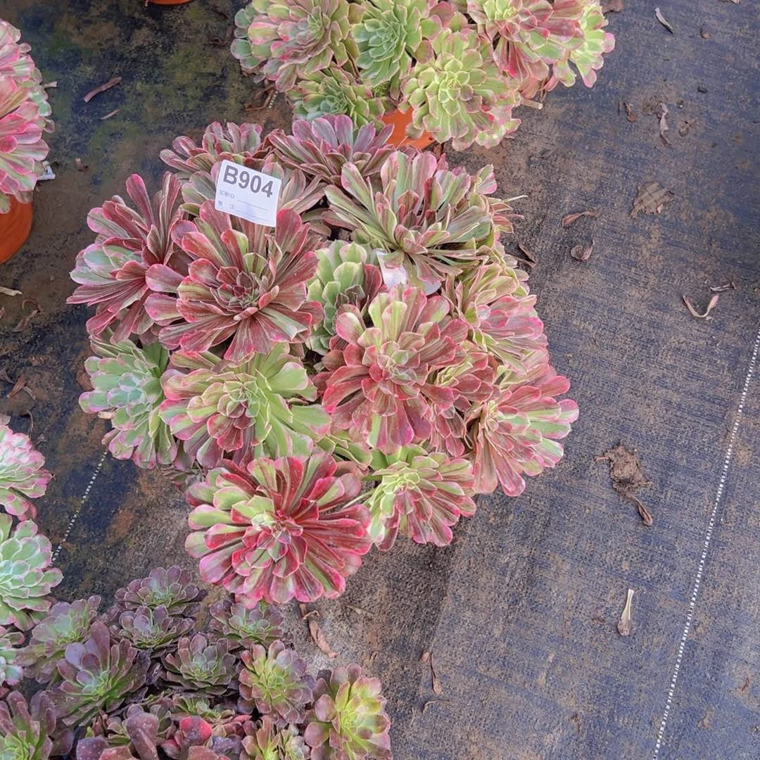 904，同花顺多肉植物法师